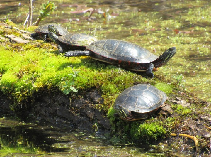 Midland Painted Turtles